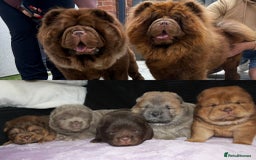 Chow Chow dogs for sale: CHOC🍫LILAC🌪️Champion KC reg🏆 pedigree chow chow - Image 1