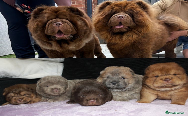 Chow Chow dogs - Advert 1