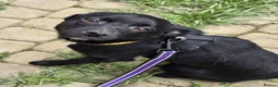 Mixed Breed dogs for adoption: ❤️🐶 INDY – DELICATE LIKE CRYSTAL, FULL OF LOVE in Burton-on-Trent - Advert 2