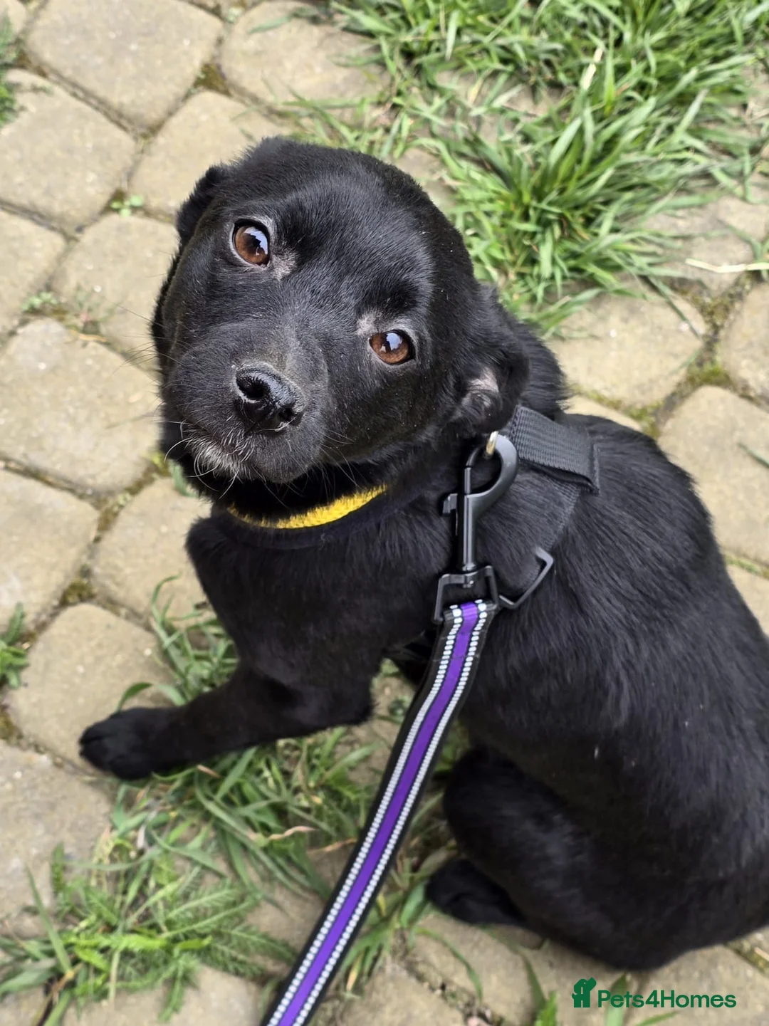 Mixed Breed dogs for adoption: ❤️🐶 INDY – DELICATE LIKE CRYSTAL, FULL OF LOVE in Burton-on-Trent - Advert 2