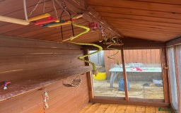 Budgerigars birds for sale: Budgies with an Aviary available. - Image 6