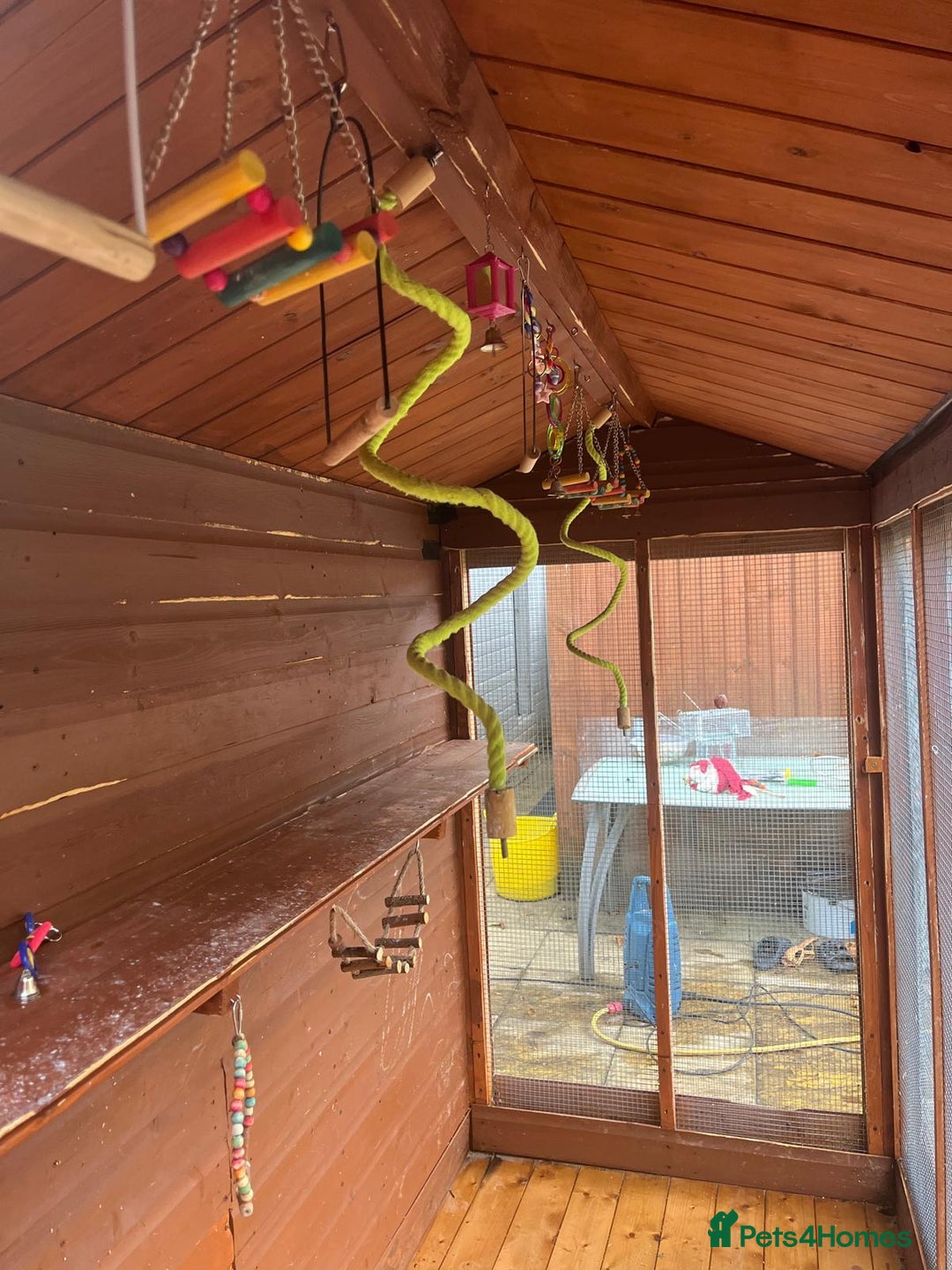 Budgerigars birds for sale: Budgies with an Aviary available. - Image 6