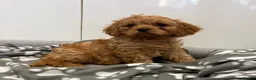 Cavapoo dogs for sale: Beautiful f1 cavapoo puppies - Advert 4