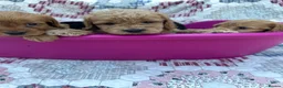 Cockapoo dogs for sale: Beautiful cockapoo puppies - Advert 5