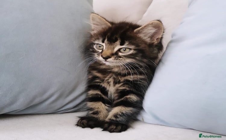 Maine Coon cats - Advert 1