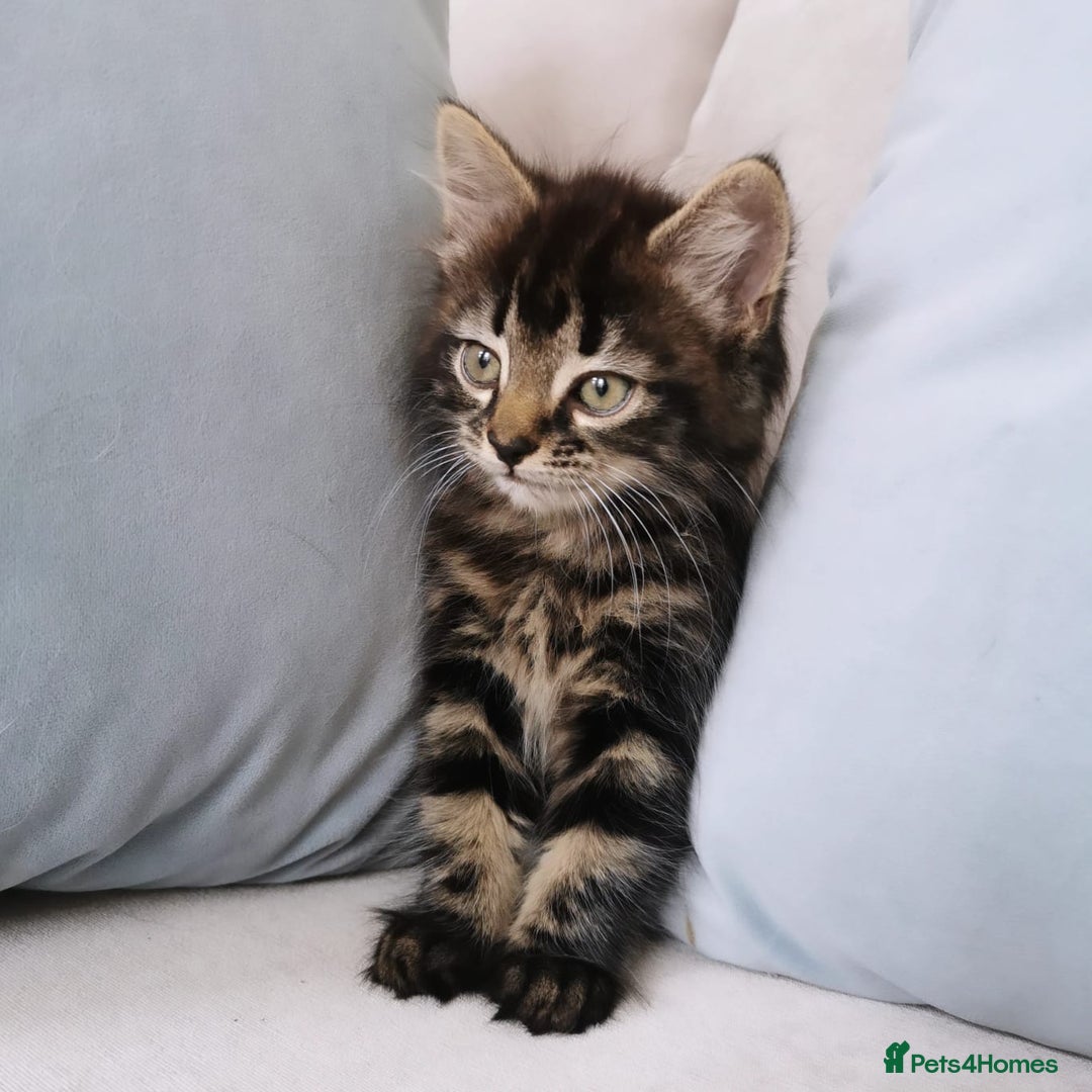 Maine Coon cats for sale: Maine Coon Kittens - Image 1