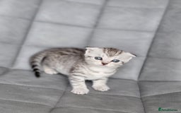 Scottish Fold cats for sale: Scottish mixed  - Image 12