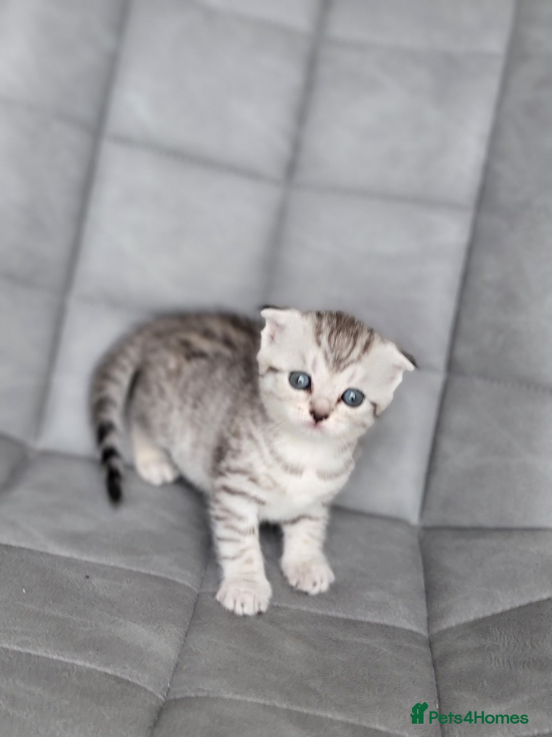 Scottish Fold cats for sale: Scottish mixed  - Image 12