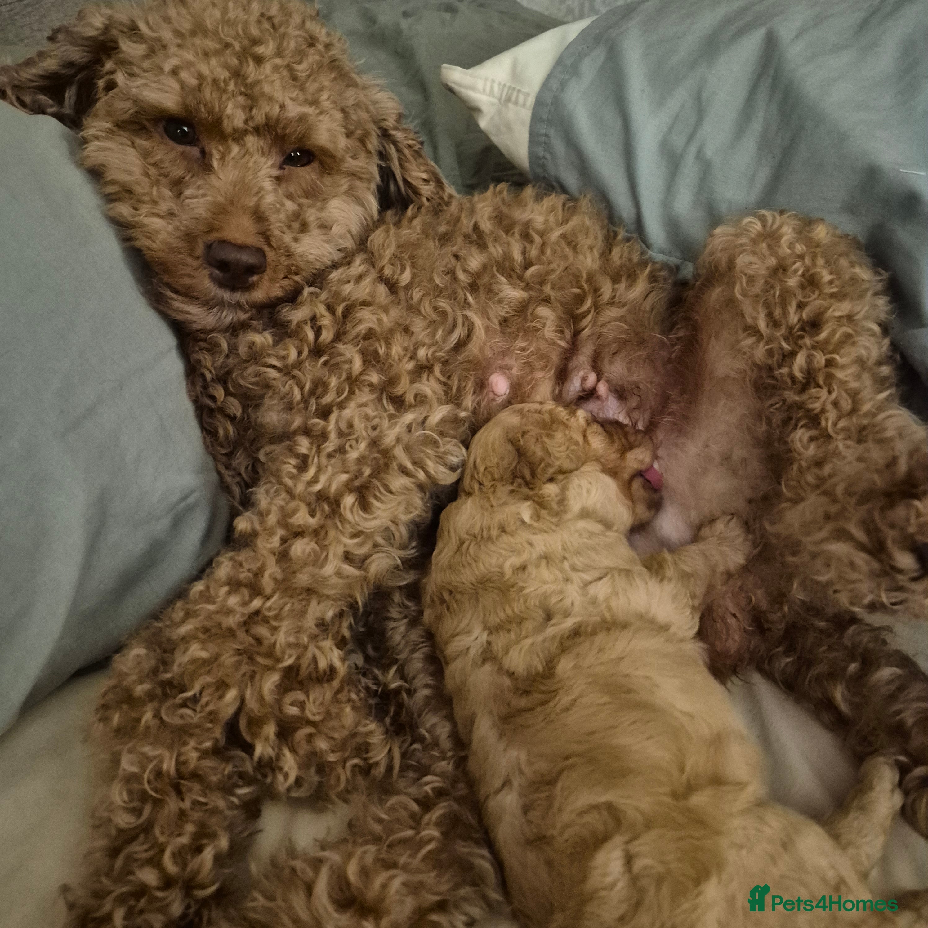 Cockapoo dogs Cockerpoo  - Advert 1