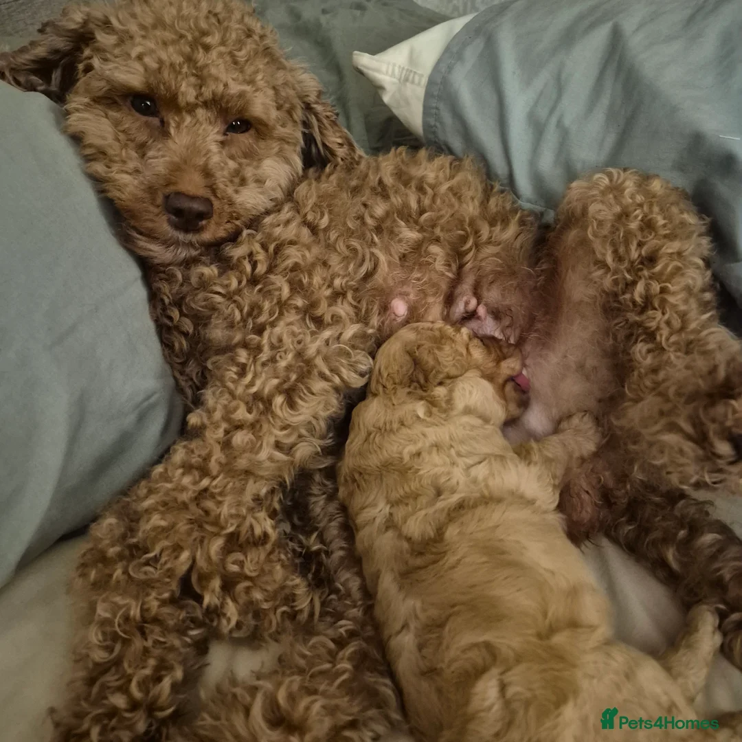 Cockapoo dogs for sale: Cockerpoo  - Advert 1