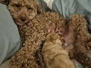 Cockapoo dogs Cockerpoo - Advert 1