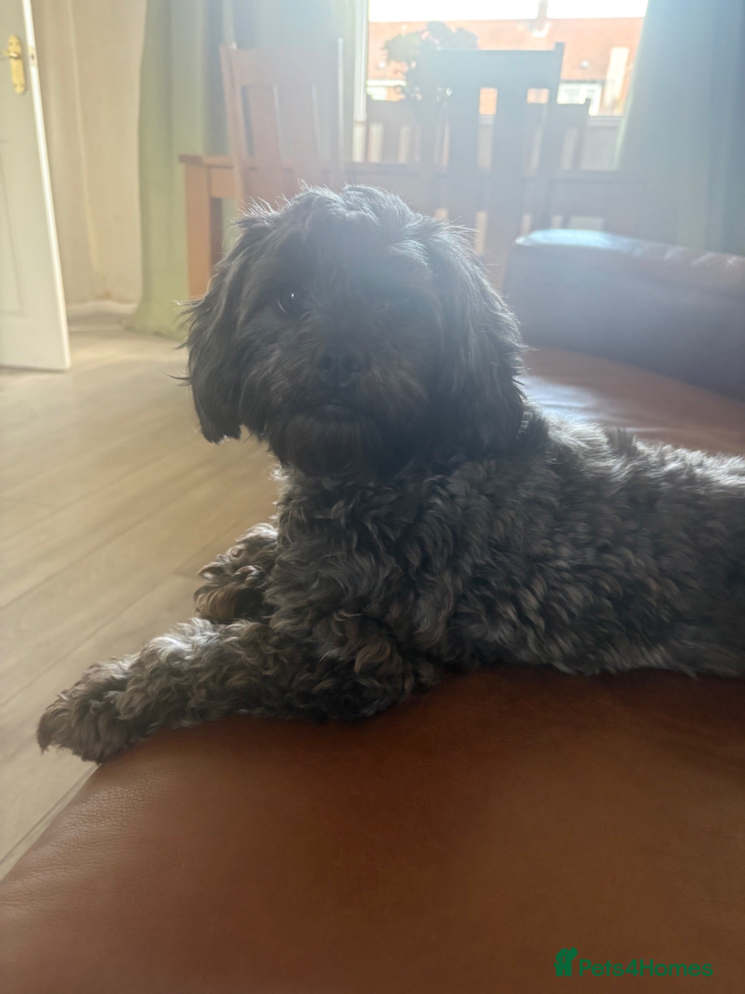 Shihpoo dogs Little Mo  - Advert 2