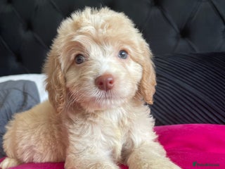 Cockapoo dogs - Advert 2