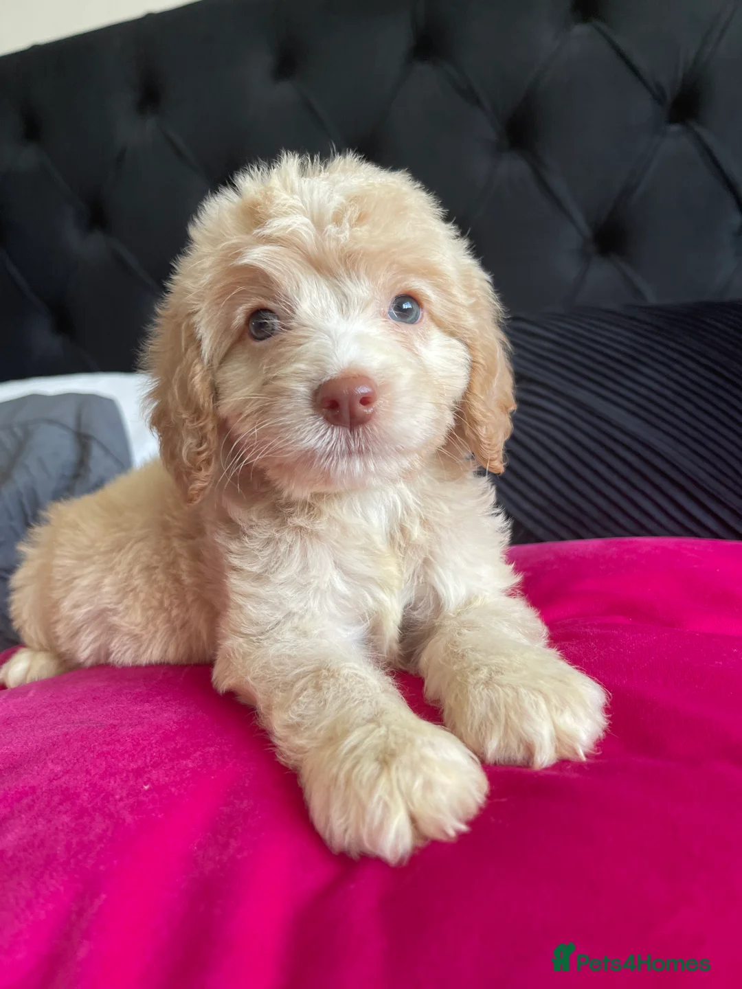 Cockapoo dogs for sale: Toy cockapoo puppy  - Advert 5