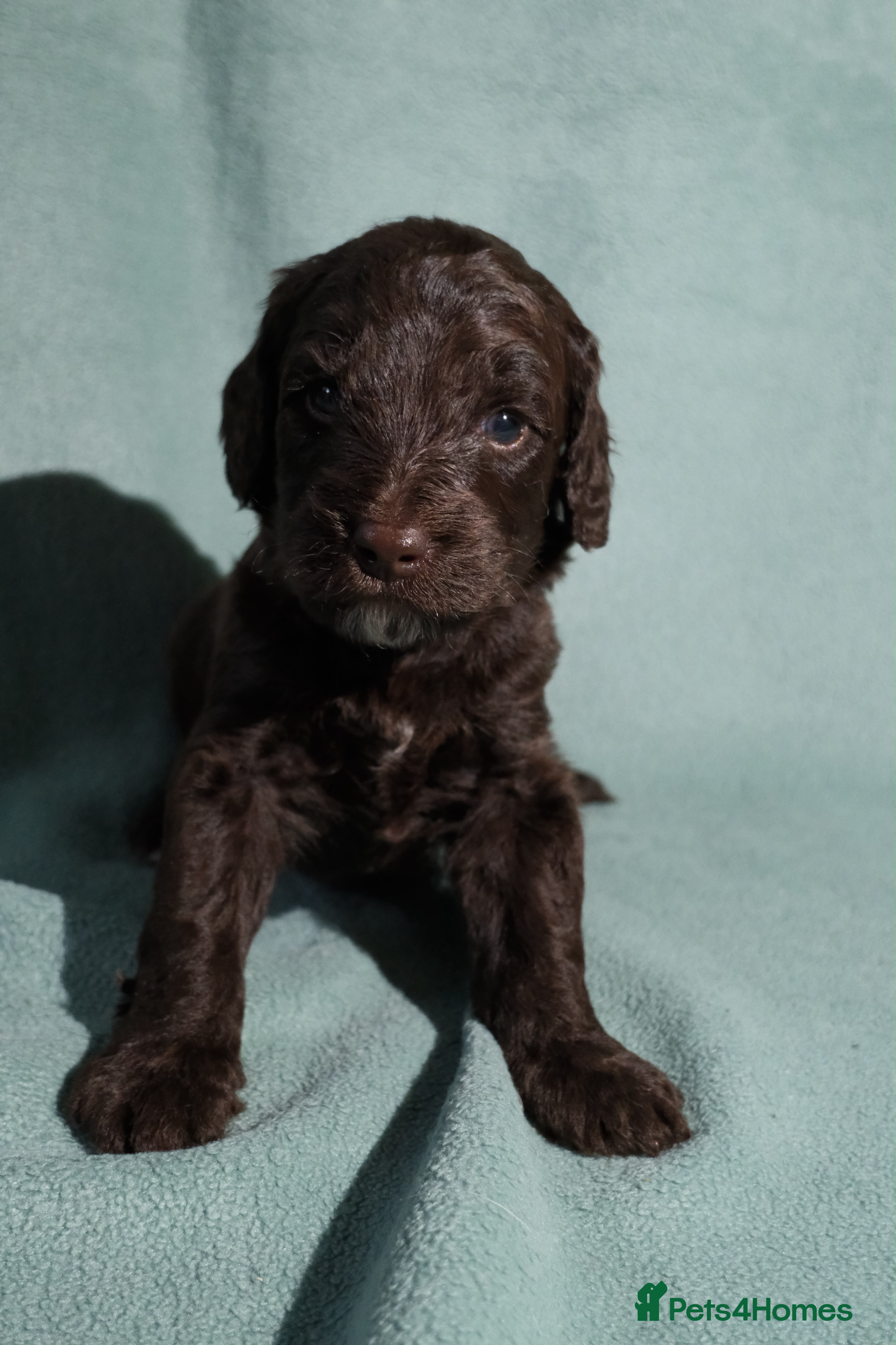 Labradoodle dogs Miniature labradoodle puppies  - Advert 2