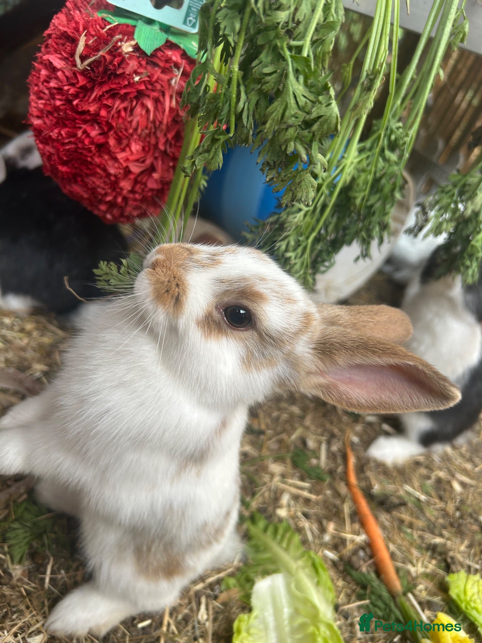 Mixed Breed rabbits Mixed lop ready to go  - Advert 1