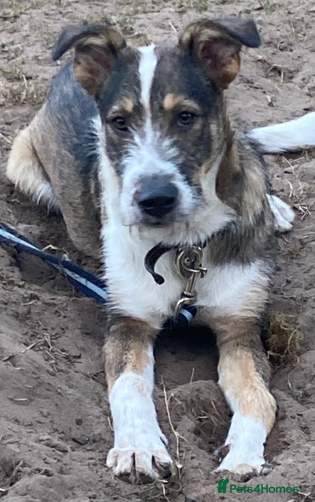 Mixed Breed dogs for adoption: 🐾💛 DIGBY – The Affectionate Big Softie! 💛🐾 - Advert 13