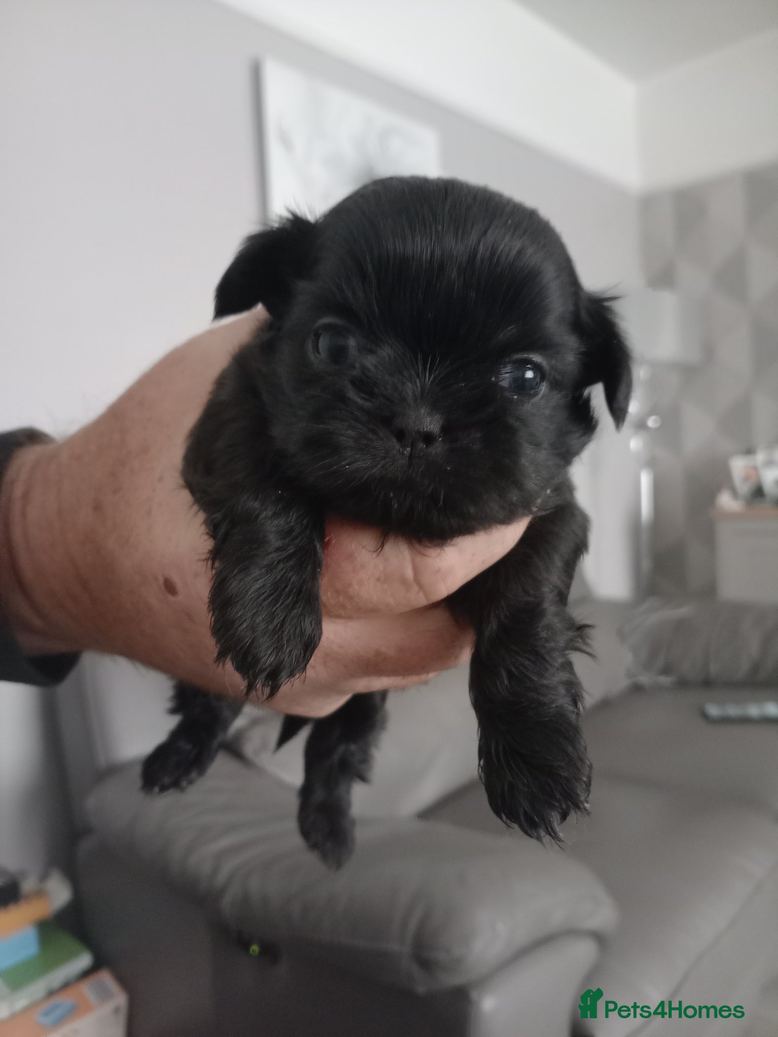 Shih Tzu dogs Imperial Shih tzu Puppies  - Advert 17