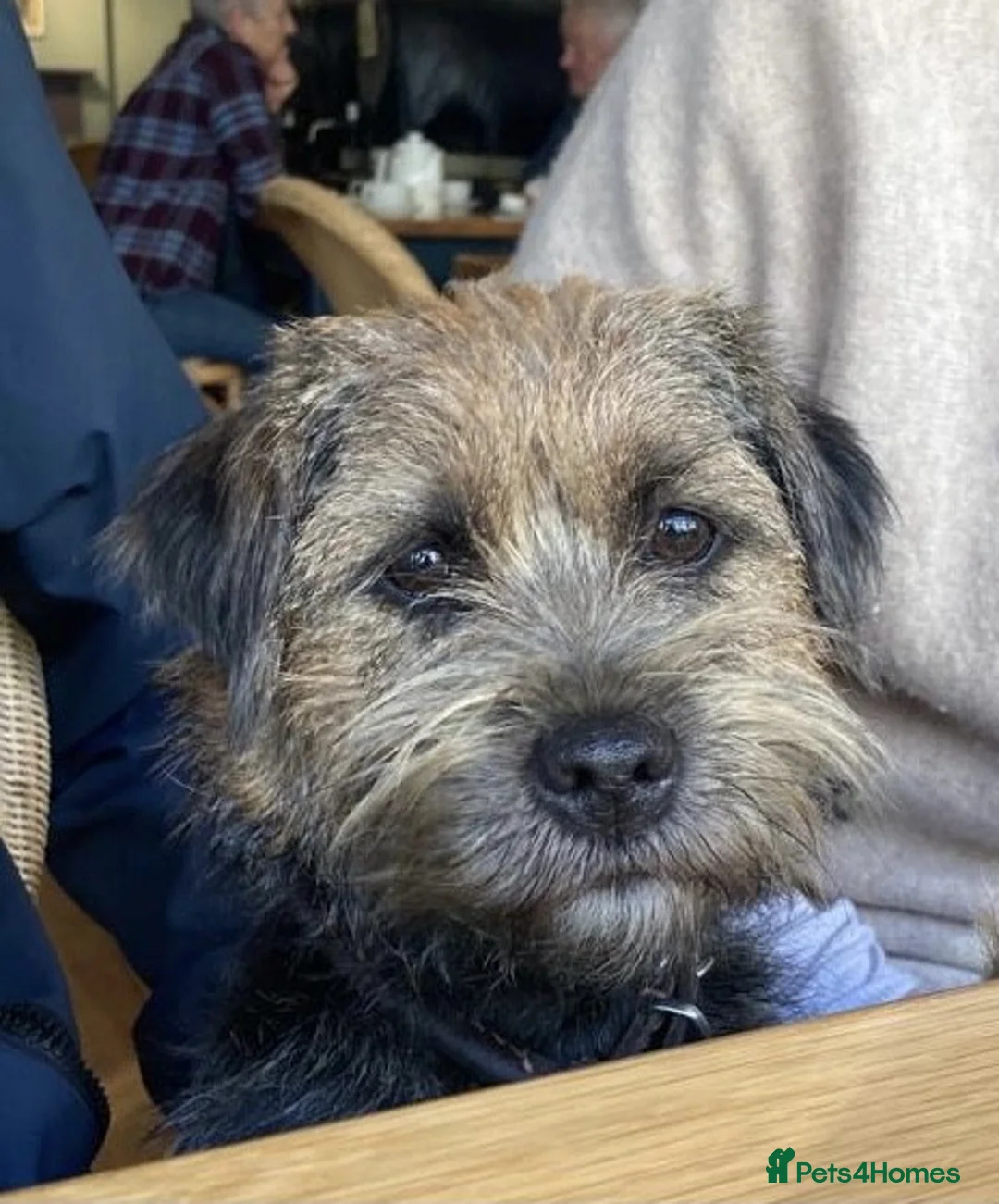 Border Terrier dogs for sale: Border Terrier Puppies - KC Registered - Advert 1