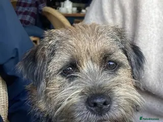 Border Terrier dogs Border Terrier Puppies - KC Registered - Advert 1