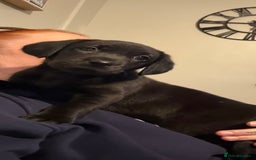 Labrador Retriever dogs for sale: Beautiful labrador - last girl (yellow collar) - Image 25