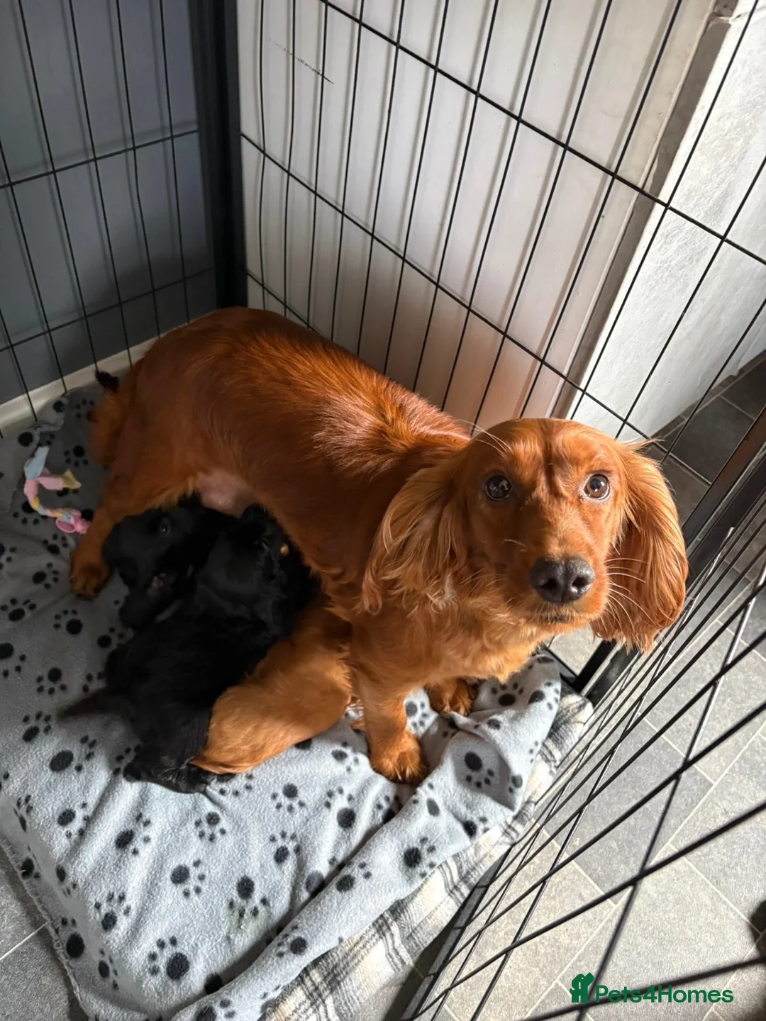 Cocker Spaniel dogs for sale: KC registered working cocker spaniels - Advert 15