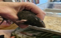 Rat rodents for sale: 6 beautiful Female Rats - Image 2