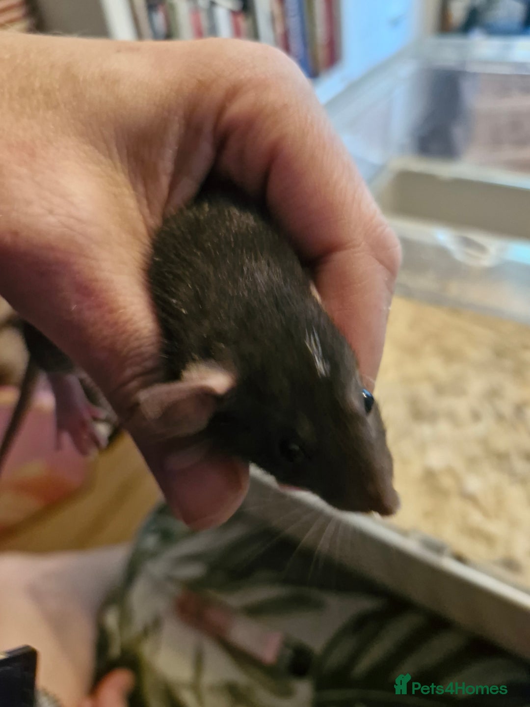 Rat rodents for sale: 6 beautiful Female Rats - Image 2