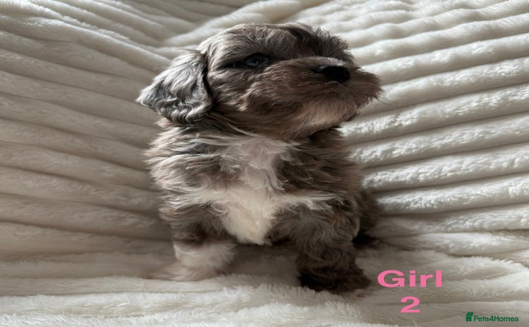 Lhasapoo dogs - Advert 1