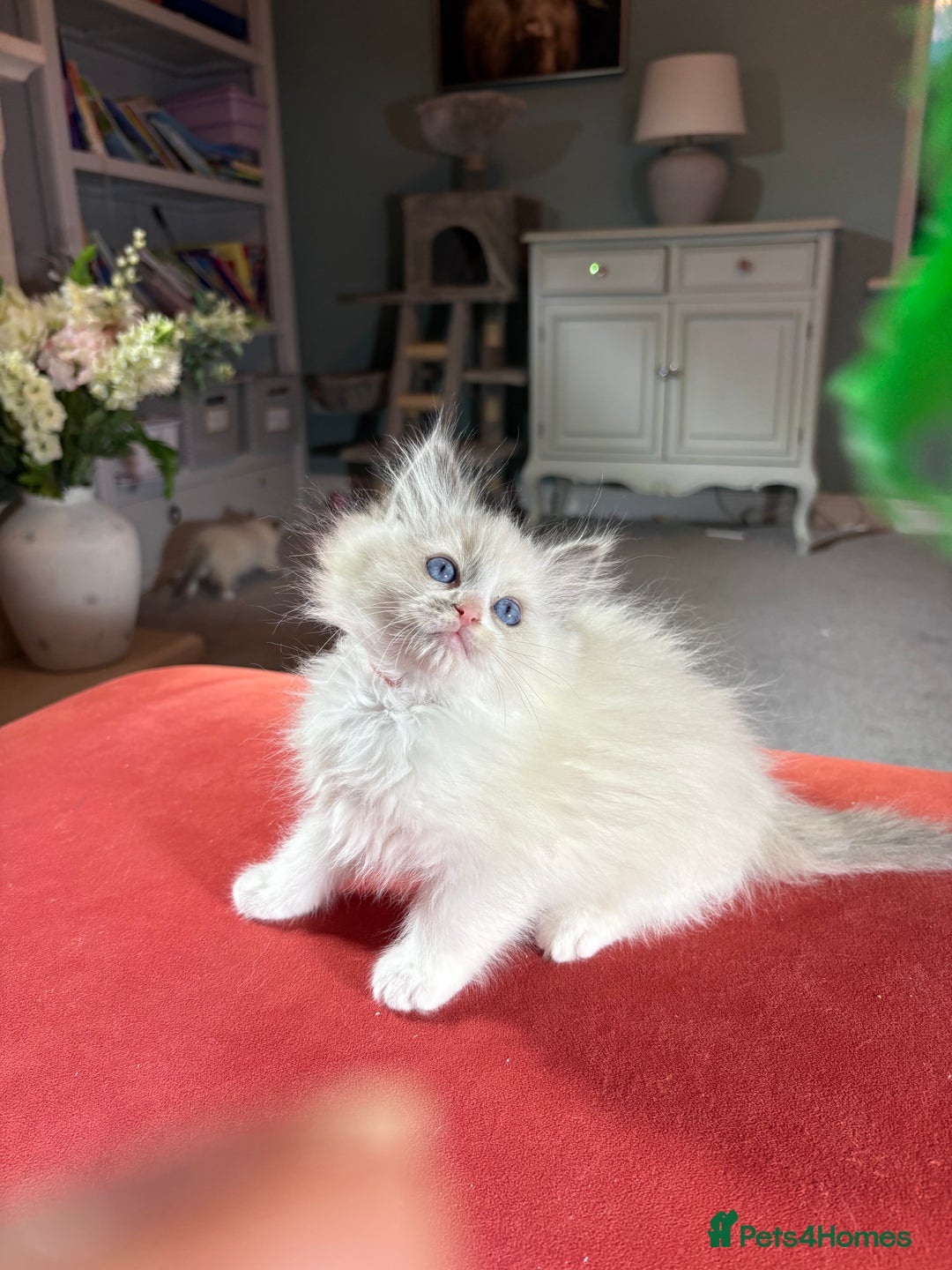 Ragdoll cats for sale: Blue GCCF pedigree Ragdoll kittens - Advert 6
