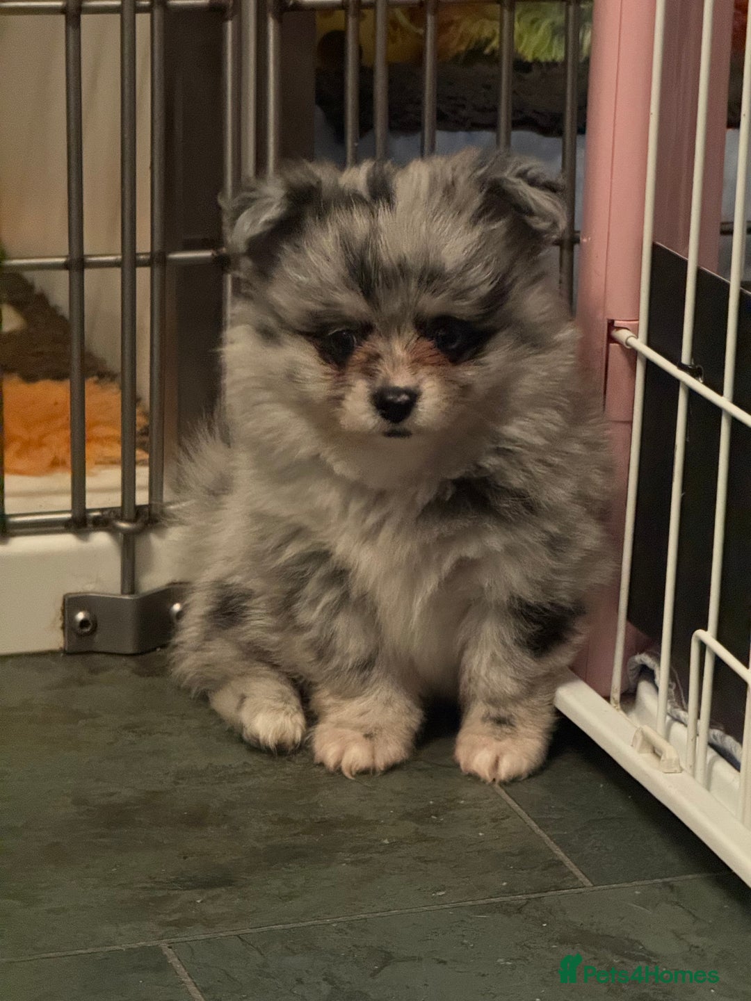 Pomchi dogs for sale: Beautiful Pomchi merl pups - Image 5