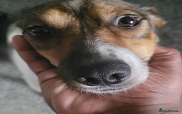 Mixed Breed dogs for adoption: Nutty Nula - Image 4