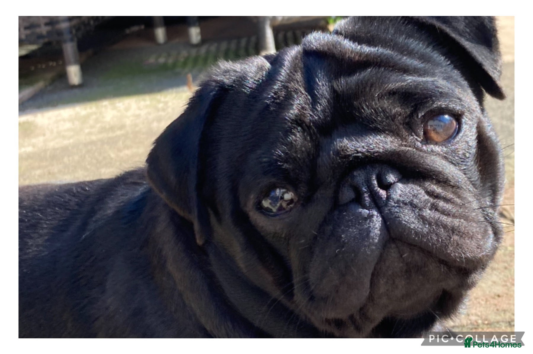 Pug dogs Health tested black pug stud  in Stevenage - Advert 8