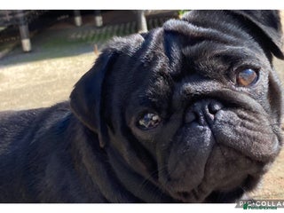 Pug dogs in Stevenage - Advert 7