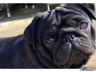 Pug dogs Health tested black pug stud in Stevenage - Advert 4