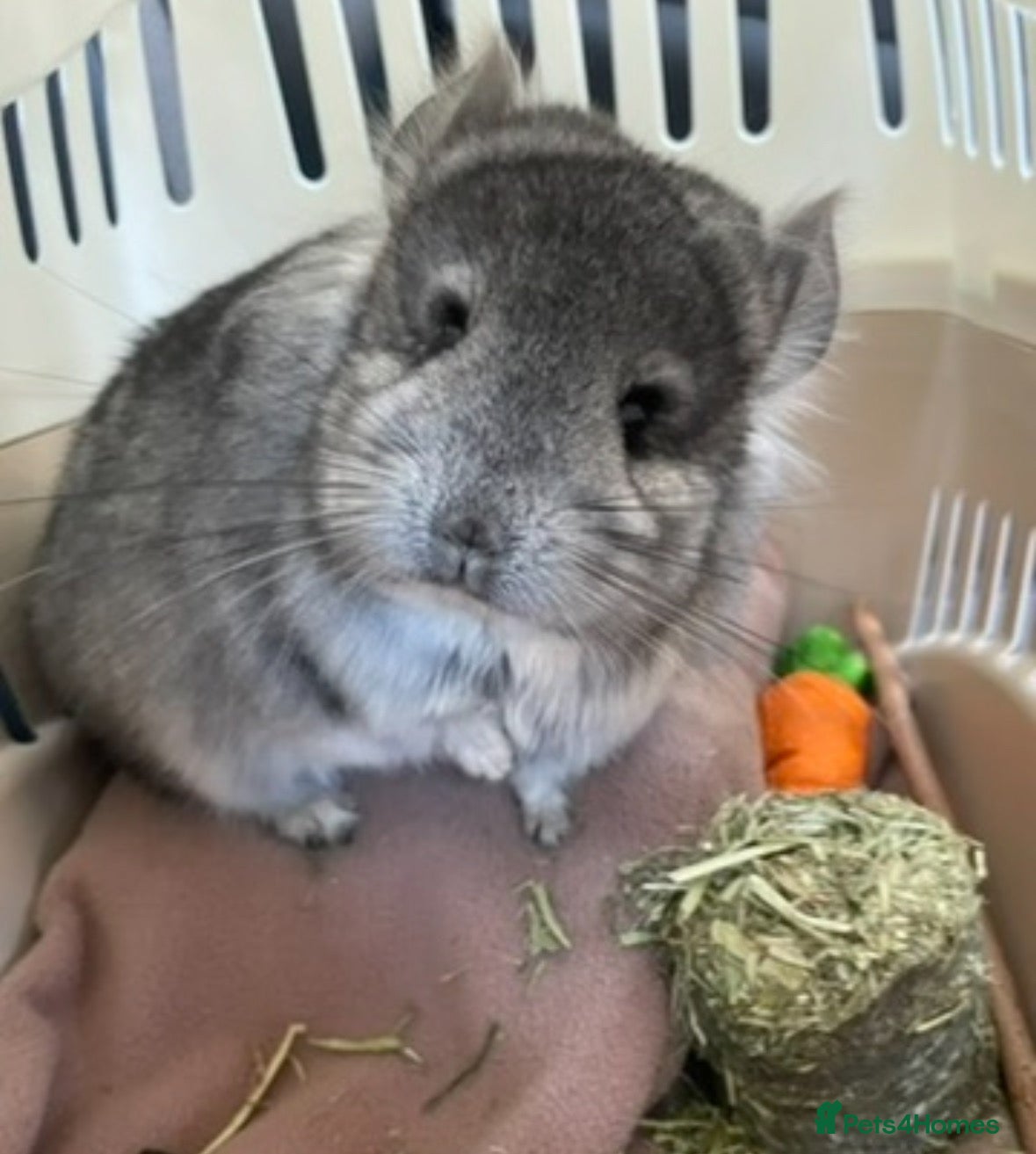 Chinchilla rodents for sale: Angora Chinchilla  - Advert 1