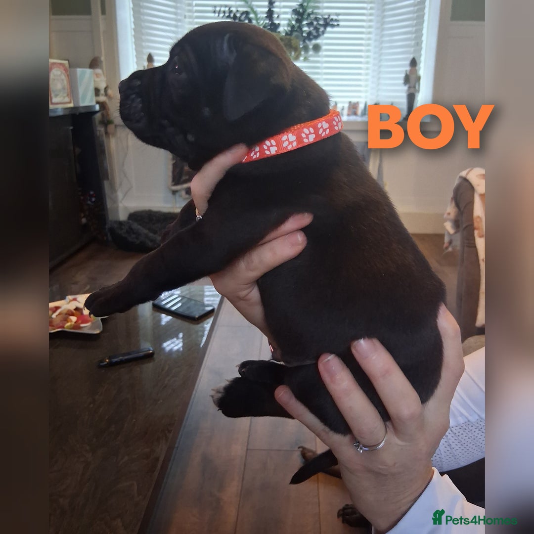 Staffordshire Bull Terrier dogs for sale: Staffordshire bull terrier puppies  - Advert 7
