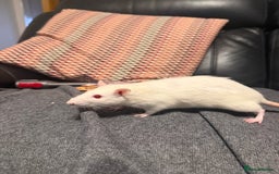 Rat rodents for sale: 3 x female rats  - Image 7