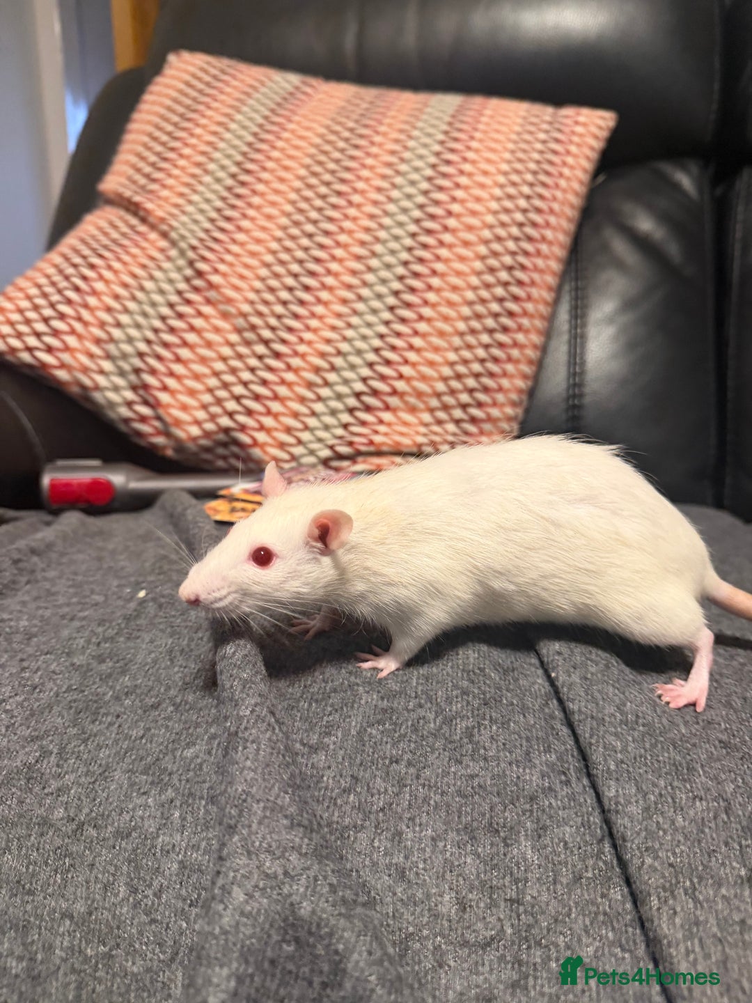Rat rodents for sale: 3 x female rats  - Image 7