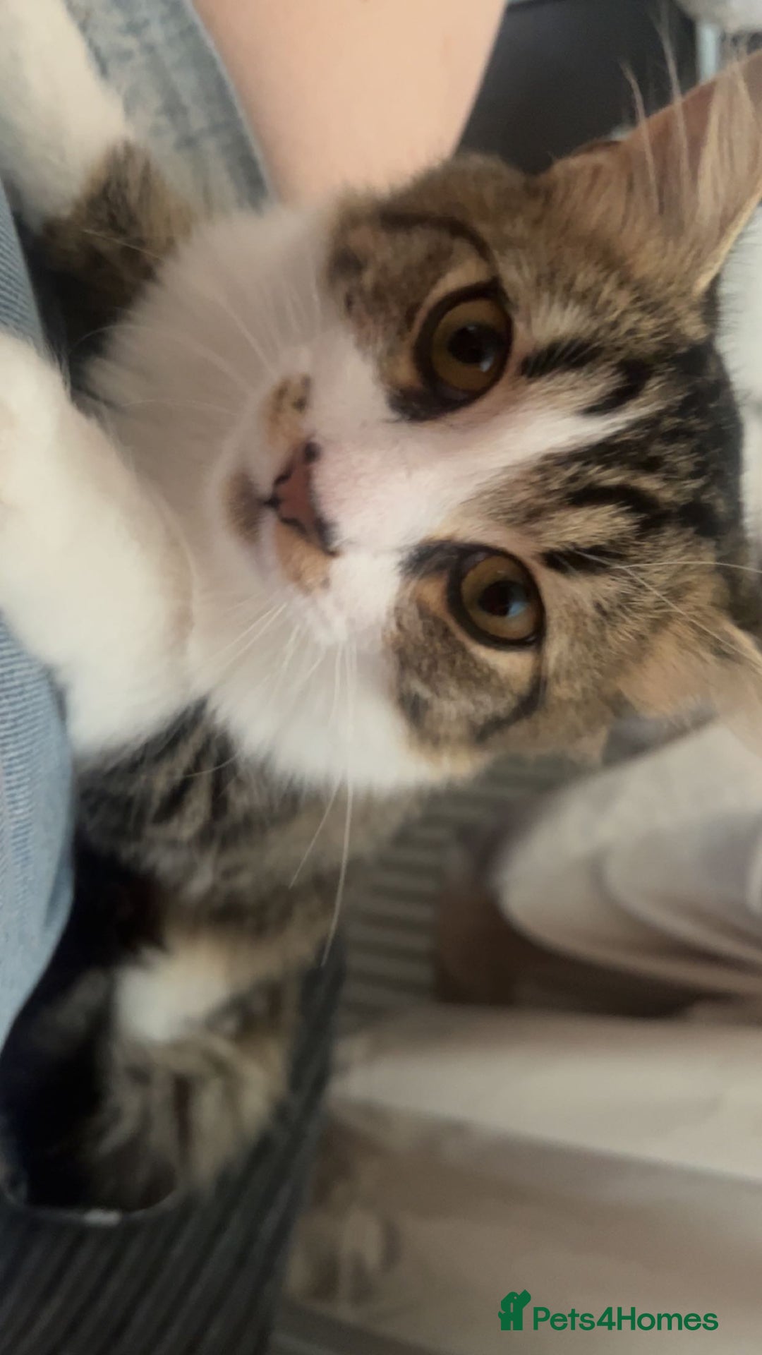 Mixed Breed cats for sale: 2 Cats for rehome. - Advert 2