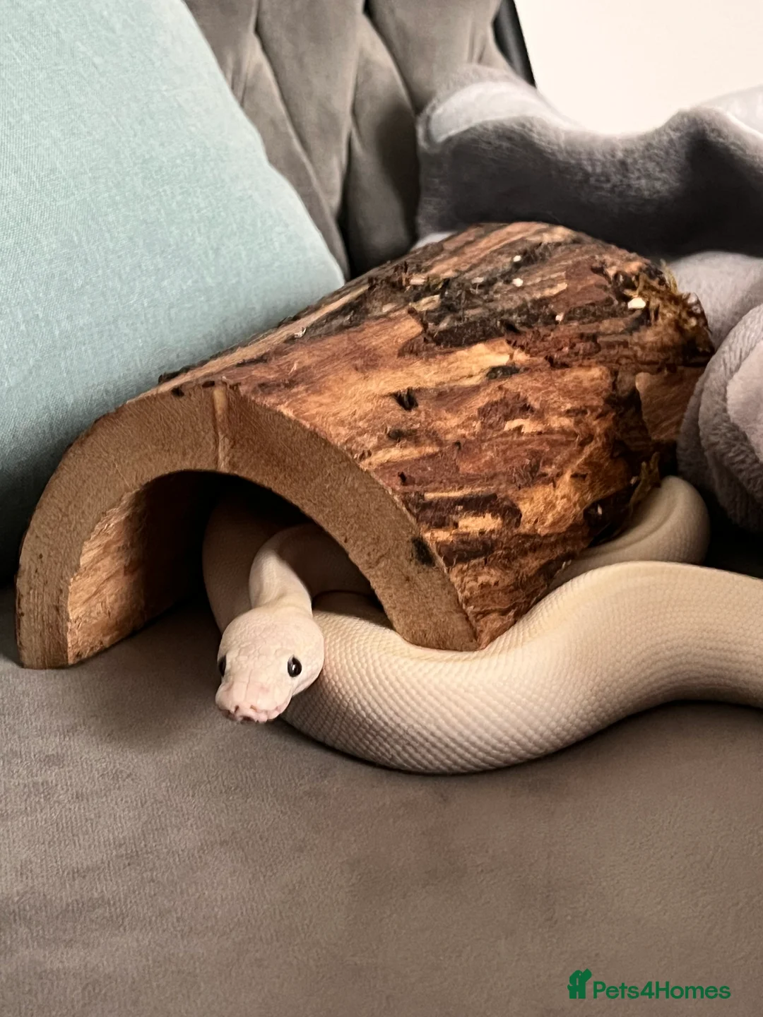 Python Snake reptiles for sale: Female Albino Royal Python – Healthy & Calm in Ramsgate - Advert 3