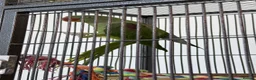 Mixed Breed birds for sale: Female Adult Alexandrine - Advert 4