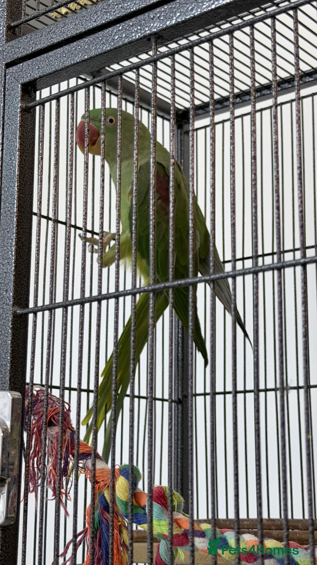 Mixed Breed birds for sale: Female Adult Alexandrine - Advert 4