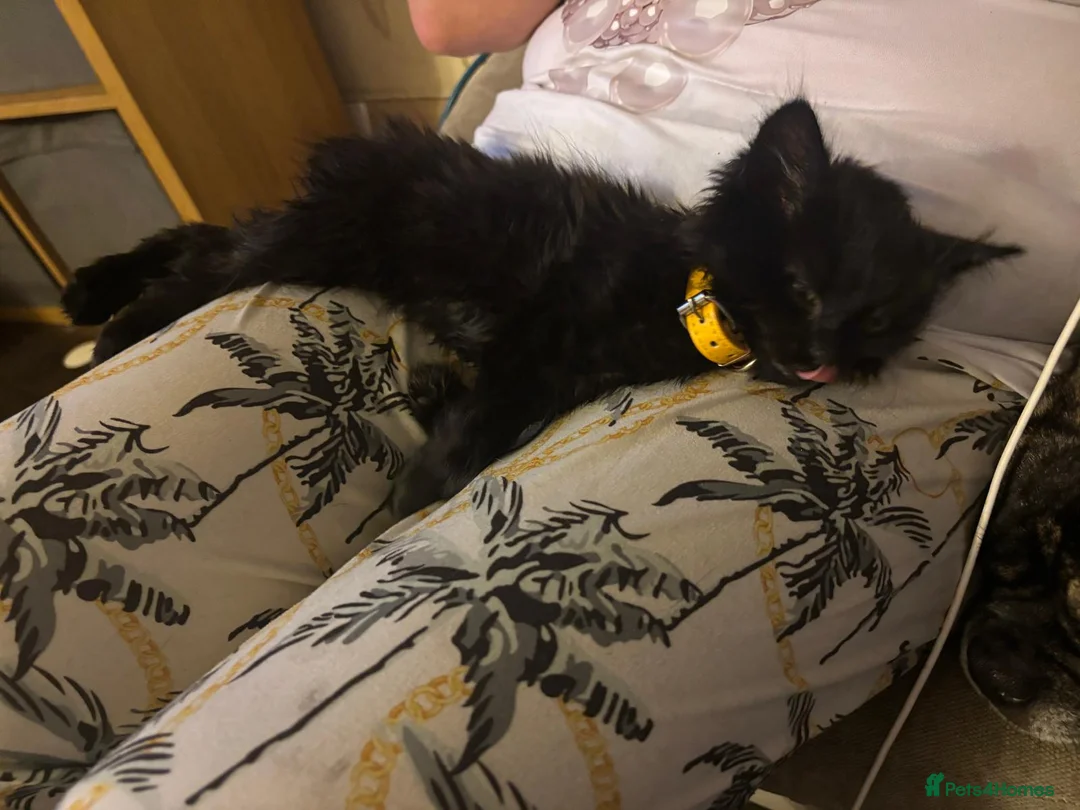 Mixed Breed cats for sale: Beautiful super fluffy mixed breed kittens - Advert 9