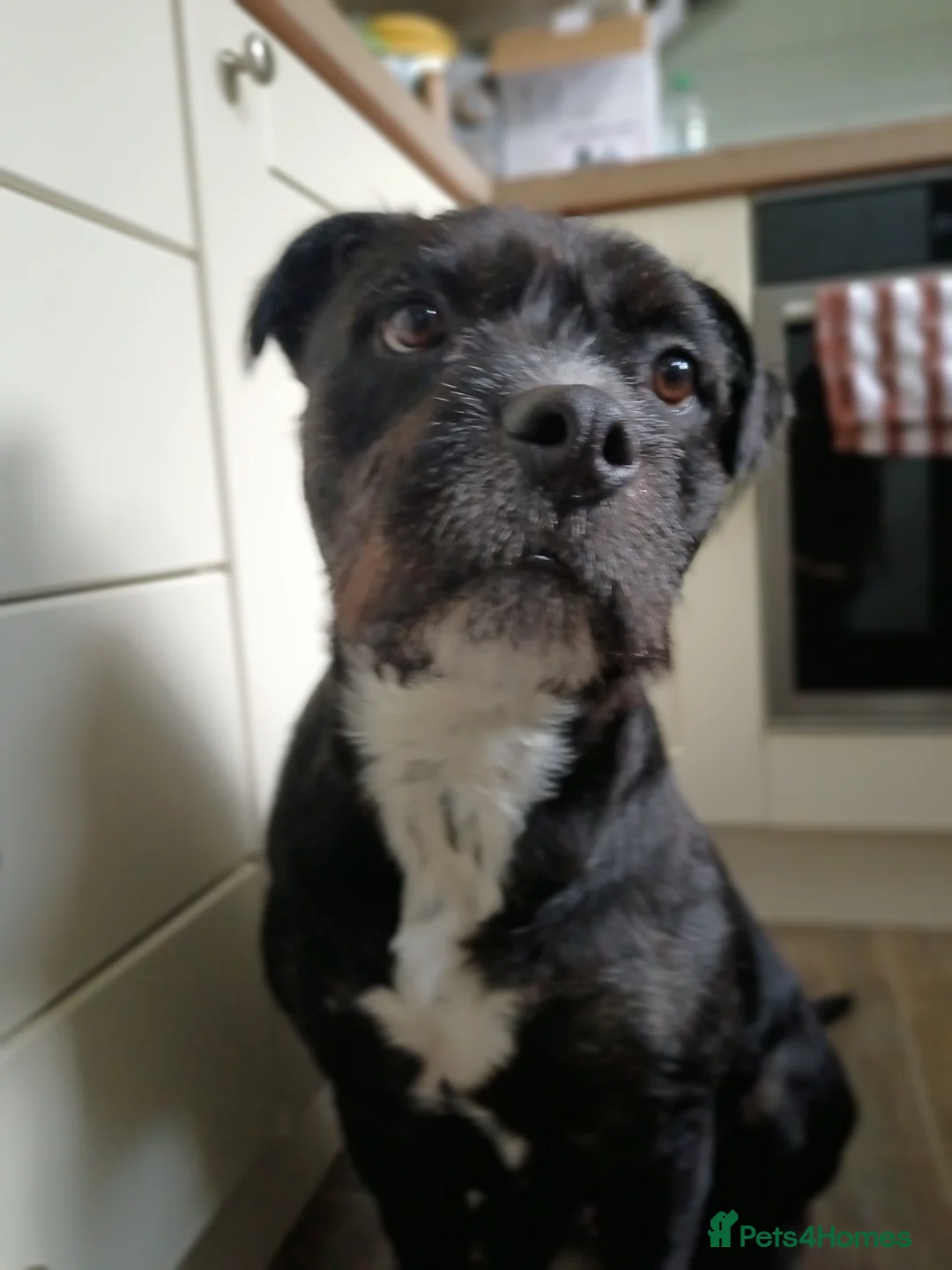 Mixed Breed dogs for sale: Meet Teddy  **  in Huddersfield - Advert 20