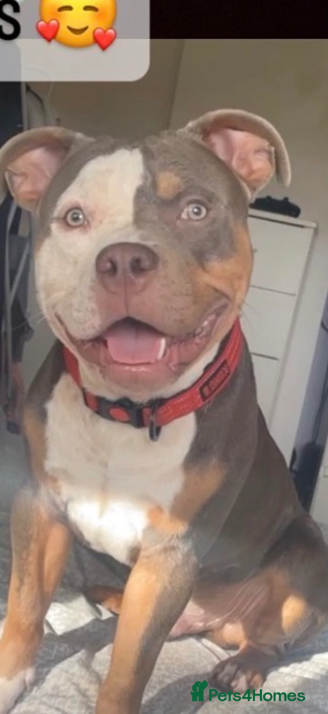 American Bully dogs for stud: Pocket bully to stud  - Advert 6