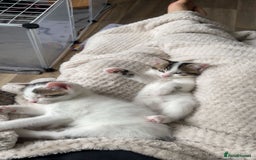 Mixed Breed cats for sale: Adorable Half-Manx Kittens 🐾 - Image 18