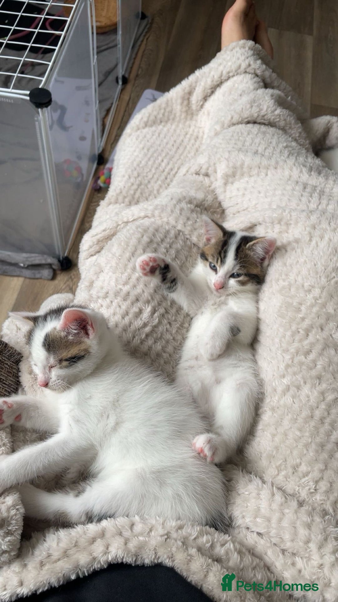 Mixed Breed cats for sale: Adorable Half-Manx Kittens 🐾 - Image 18