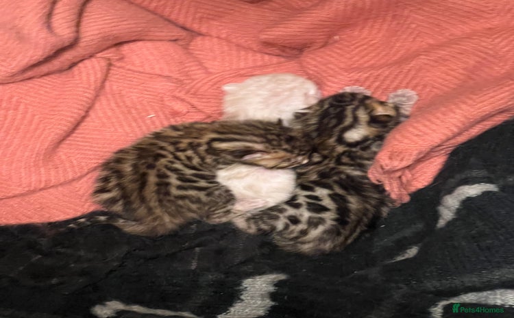 Bengal cats - Advert 11
