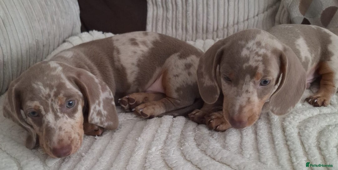 Miniature Dachshund dogs for sale: Adorable KC registered mini dachsund pups - Image 12